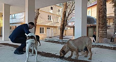 Osmaniye Belediyesi, sokak hayvanlarına umut oluyor