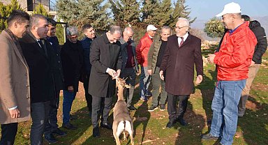 Özenle korunan dağ ceylanları çoğalıyor