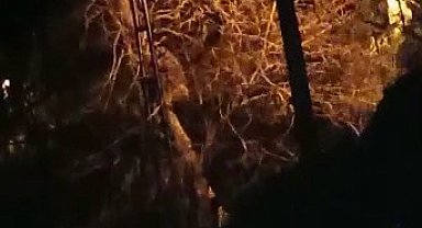 Rize'de aç kalan ayı hurma ağacına çıktı