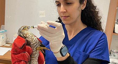 Şahin yavrusunu kurtarmak için seferber oldu