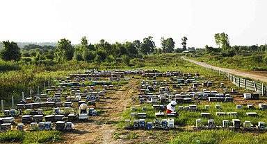 Sakarya Büyükşehir bu proje ile bir yılda 29 ton bal üretti
