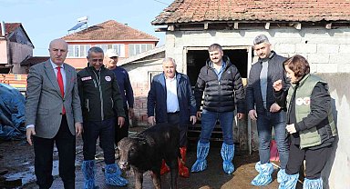 Samsun'da mandalara suni tohumlama projesi meyvelerini veriyor