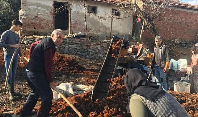 Sarıgöl'de yılın son kestane hasadı yapıldı