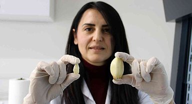 SBTÜ avuç büyüklüğündeki dev sarımsağı çoğaltılmayı başardı