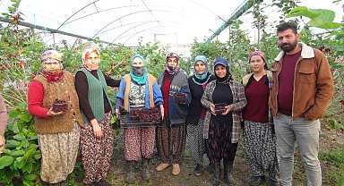 Silifke'de yılın ilk karadut hasadı yapıldı: Kilosu 110 TL