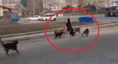Sinop'ta başıboş köpekler yoldan geçen genç kıza saldırdı