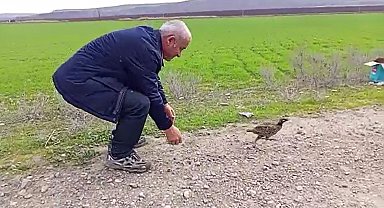 Şırnak'ta tedavisi tamamlanan kuşlar doğaya bırakıldı