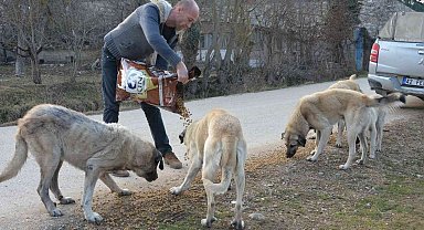 Soğuk havada sokak hayvanlarını besleme çalışmaları