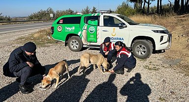 Sokak hayvanlarına jandarma şefkati