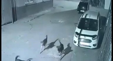Sokak köpekleri dehşet saçtı