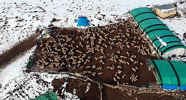 Süt kuzuları günde 2 defa anneleriyle buluşturuluyor