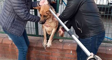 Tel örgülerin arasına sıkışan köpeğe kurtarma operasyonu