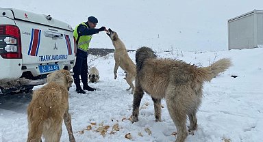 Tunceli'de jandarmadan sokak hayvanlarına mama ve su desteği
