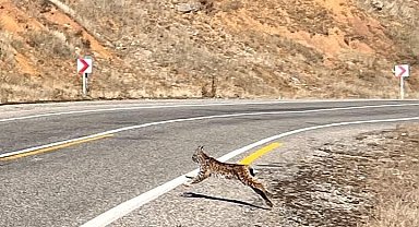 Tunceli'de kırmızı listedeki vaşak fotoğraflandı