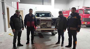 Van'da tel örgüye sıkışarak yaralanan tilki tedavi altına alındı