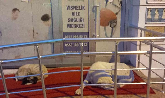 Vişnelik Aile Sağlığı Merkezi önünde sevimli köpekler geceleri nöbet bekliyor