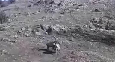 Yaban keçilerinin hakimiyet kavgası