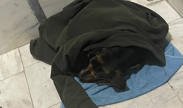Yağmurda ıslanan köpeği ceketine sardı, apartman içerisine alarak ısıttı