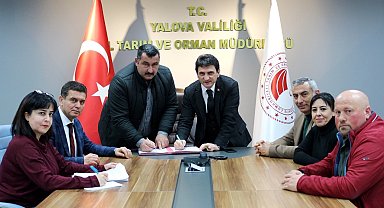 Yalova kıvırcığı koyununda 3. dönem başladı