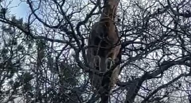 Yanlarına kadar gidip yaban keçilerini izleyip görüntülüyor, hayvanlar ondan kaçmıyor