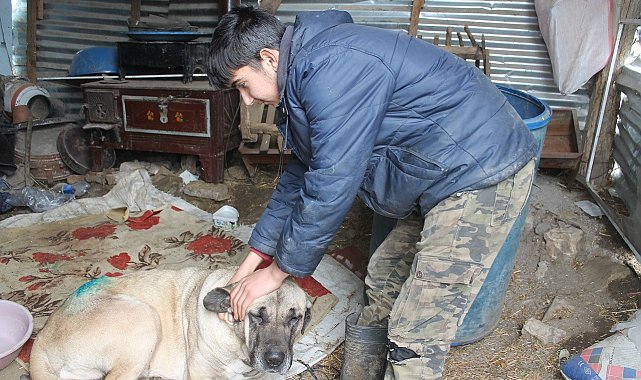 Yaralanan köpek iki aileyi mahkemelik etti