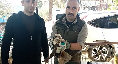 Yaralı bulunan saz delicesi kuşu, tedavi altına alındı