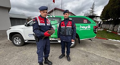 Yaralı doğana jandarma şefkati