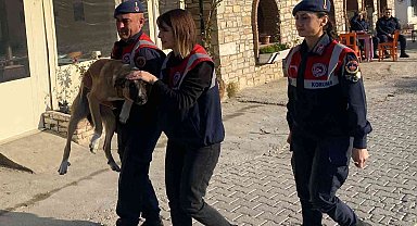 Yaralı köpek, jandarma tarafından kurtarıldı
