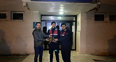 Yaralı şahine jandarma şefkati