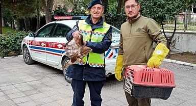Yaralı şahine jandarmadan yardım eli