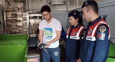 Yavru yeşil deniz kaplumbağası DEKAMER'de tedaviye alındı