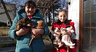 Yavruları ile taksi durağına sığınan köpeğe sahip çıktılar