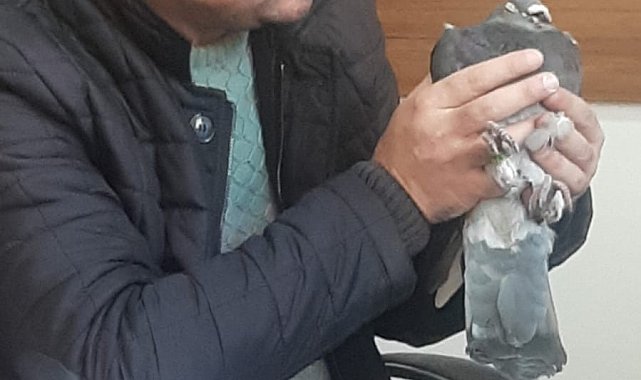 Yırtıcı kuşun pençesinden aldığı güvercini tedavi ettirip doğayla buluşturdu