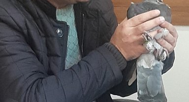 Yırtıcı kuşun pençesinden aldığı güvercini tedavi ettirip doğayla buluşturdu