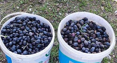 Zeytin hırsızı suçüstü yakalandı