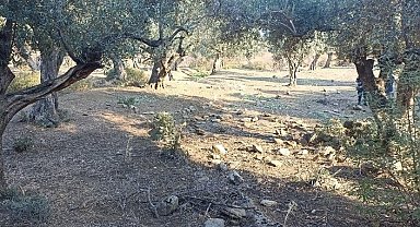Zeytin hırsızları yakalandı