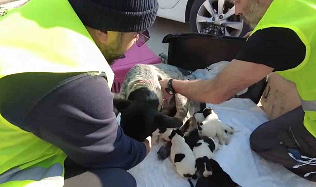 8'inci Komando Tugayı Hatay'daki Hayvan Bakım ve Rehabilitasyon Merkezine mamaları ulaştırdı