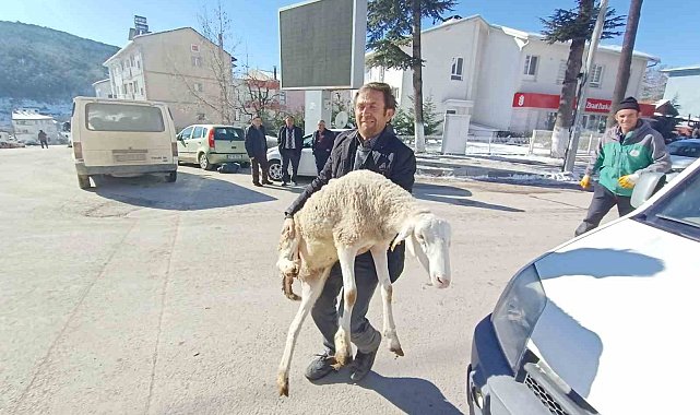 Bursalı çobanlar deprem bölgesine 40 koyun bağışladı