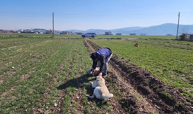 Deprem bölgesinde sokak hayvanları da unutulmadı