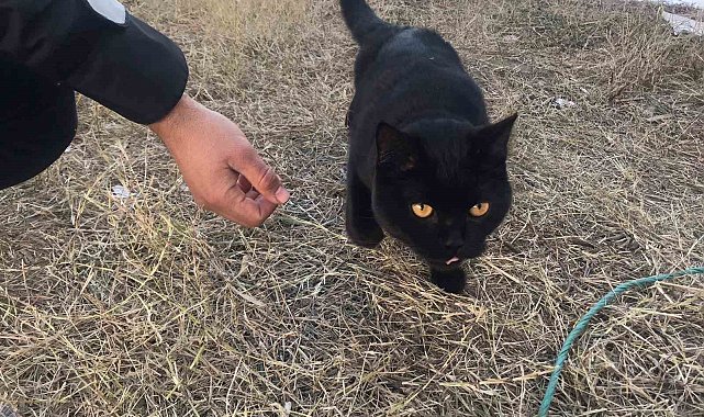 Gönüllüler, 164 saat sonra enkazdan bir kedi kurtardı