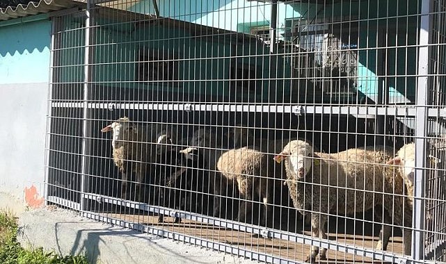 Hayırseverlerin bağışladığı hayvanlar kesilerek Kızılay'a teslim edildi