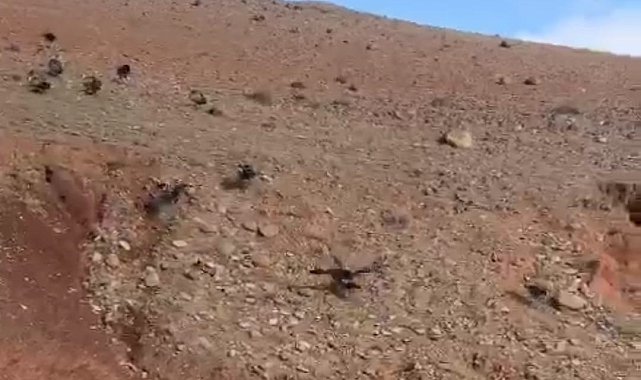 Iğdır'da akbabalar sürü halinde görüntülendi