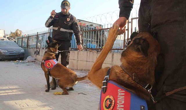 Köpekler yaralı halde enkazdan enkaza koştu