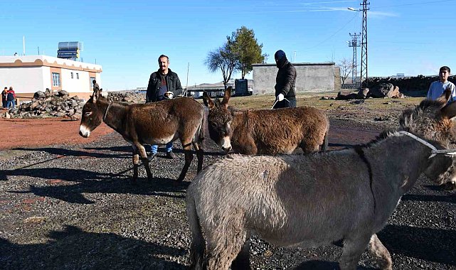 Siverek'te başıboş eşekler toplanıyor