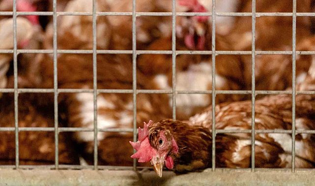 Slovakya ve Nepal'de kuş gribi alarmı