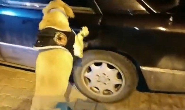 Uyuşturucu tacirleri 'Jack'in hassas burnundan kaçamadı: 8,5 kilo uyuşturucu ele geçirildi