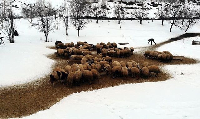 Zorlu kış şartlarında besicilerin 'kuzu' mesaisi