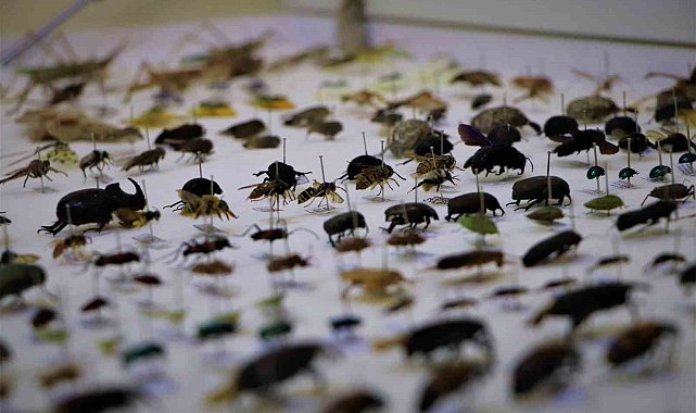 10 yılda topladıkları 200 bin böceği müzede sergilemek istiyorlar