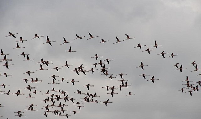 Flamingoların göç yolundaki molaları dron ile görüntülendi