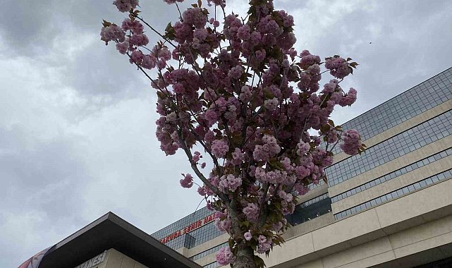 Başakşehir Şehir Hastanesi'nin sakuraları çiçek açtı